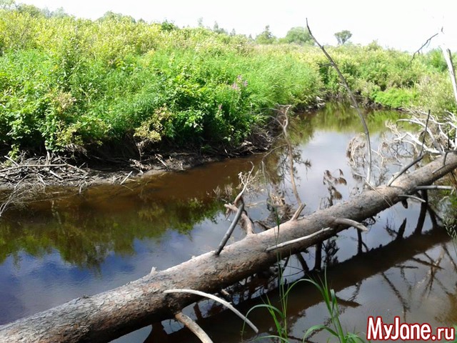 �����-��� ���� ������