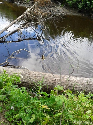 �����-��� ���� ������