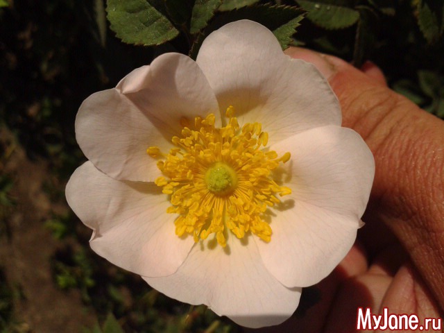 ��� ������