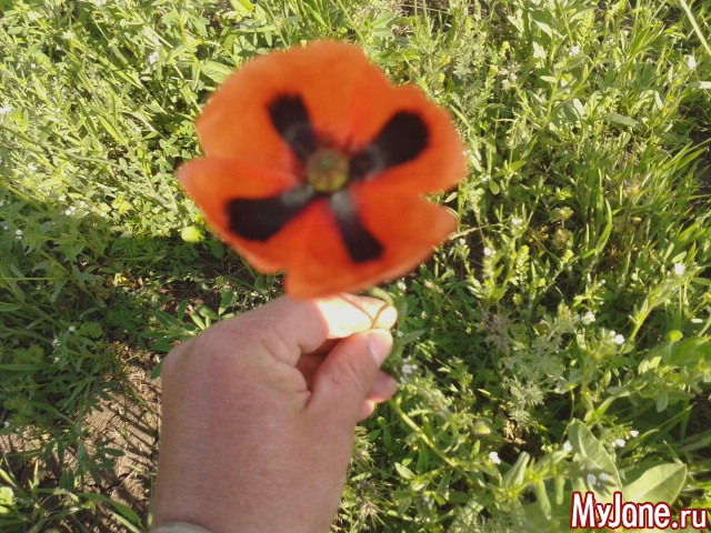 ��� ������