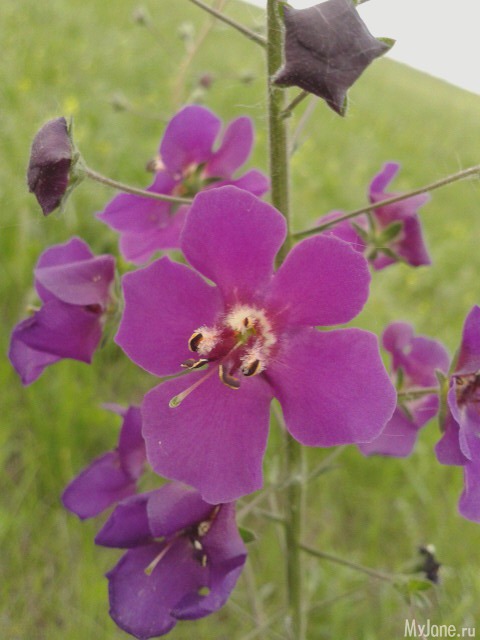 ��� ������