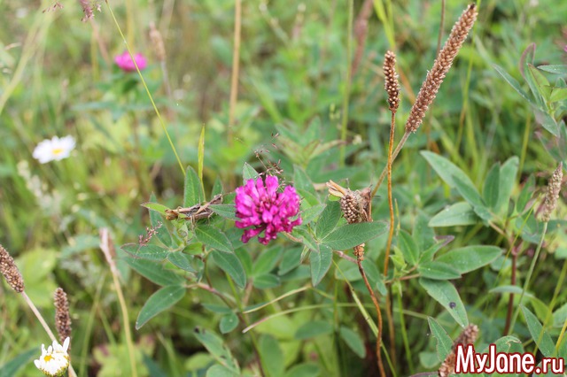 ������� - ���� ����