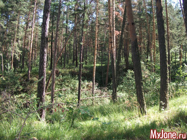 ������� - ���� ����