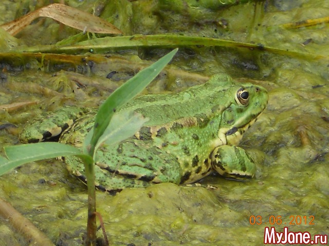 ������� - ���� ����