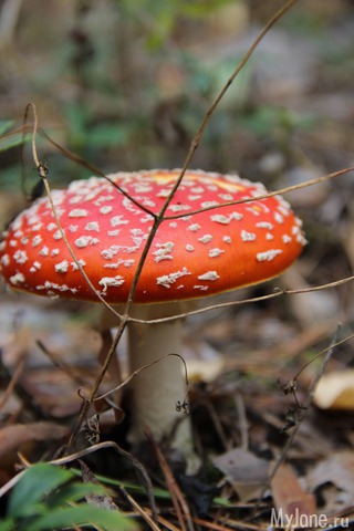 ��� ������� 2