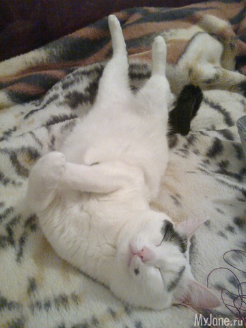 ������ ���������