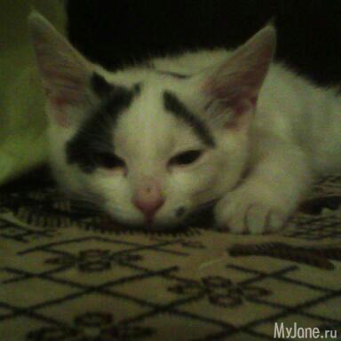 ������� ���������