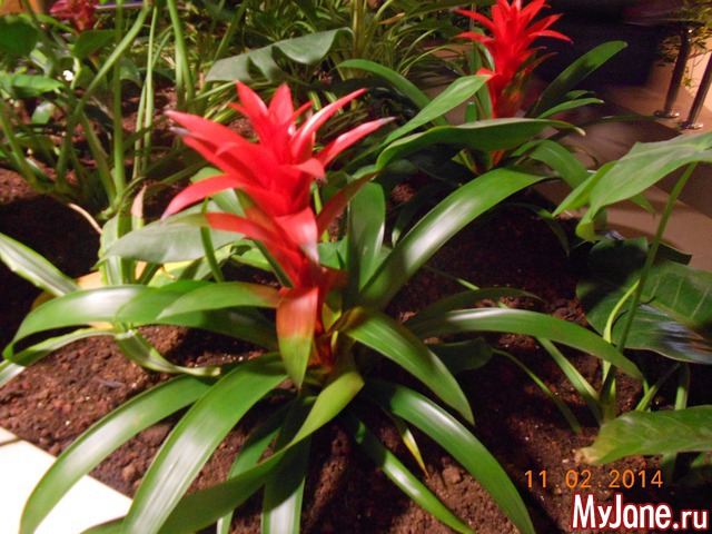 ����� �� ����