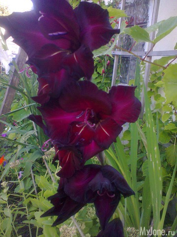 ����� �� ����