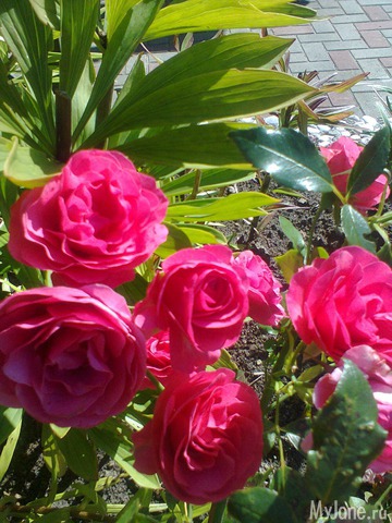 ����� �� ����