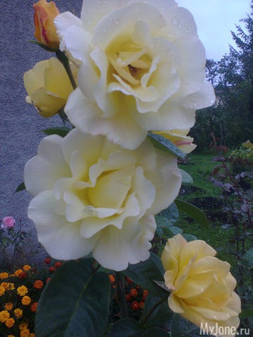 ����� �� ����