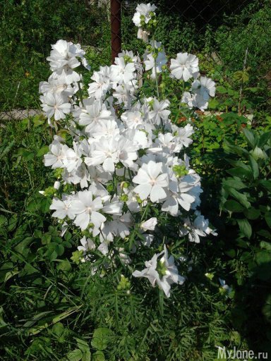 ����� �� ����