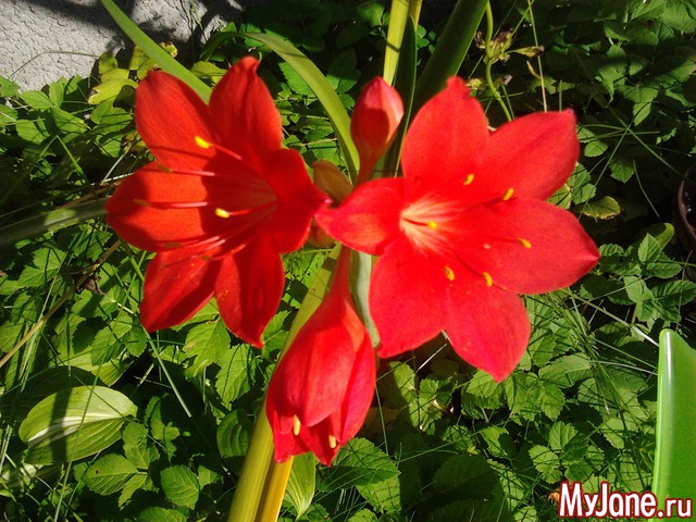 ����� �� ����