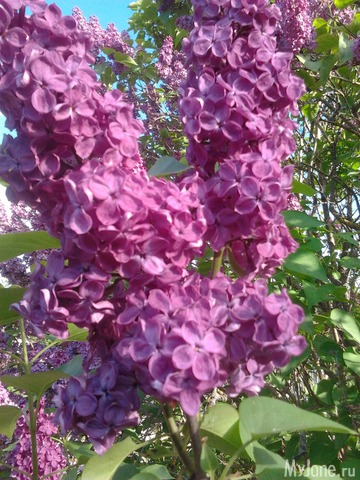 ����� �� ����