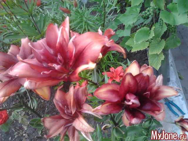 ����� �� ����