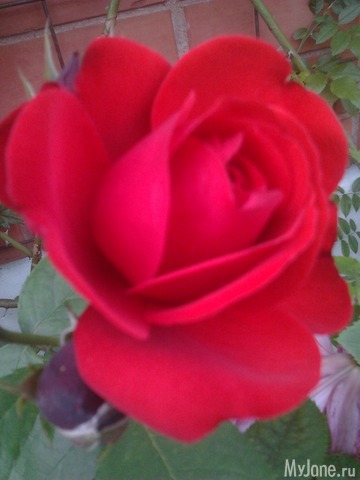 ����� �� ����