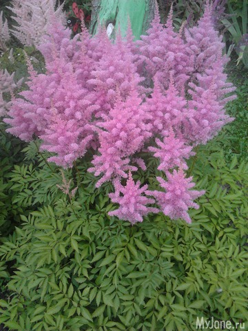 ����� �� ����