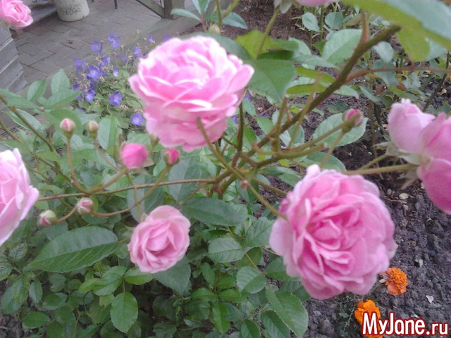 ����� �� ����