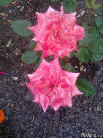 ����� �� ����