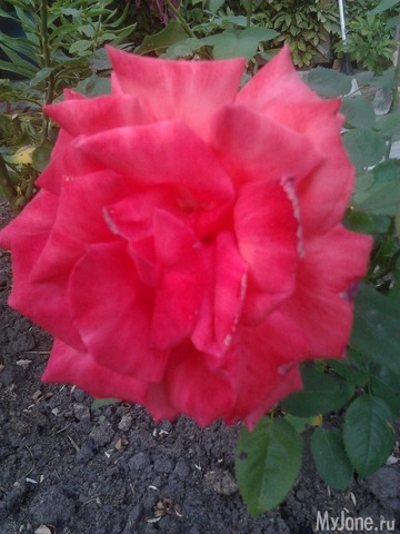 ����� �� ����