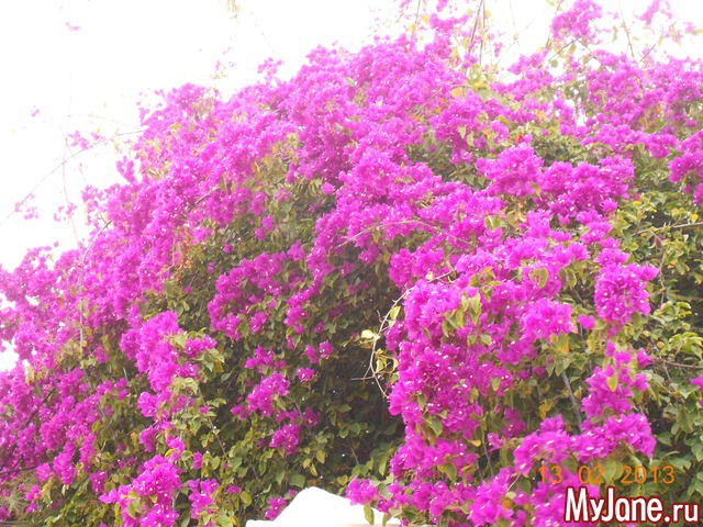 ����� �� ����