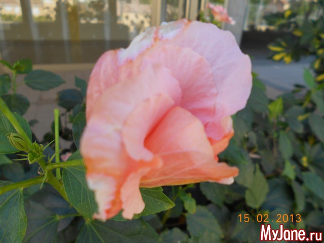 ����� �� ����