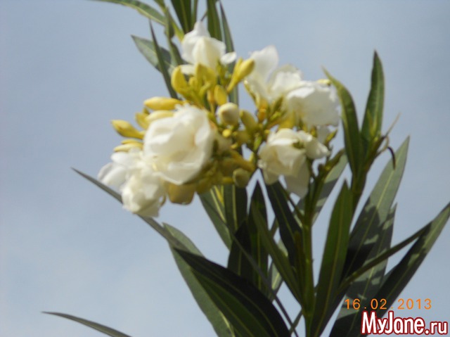 ����� �� ����