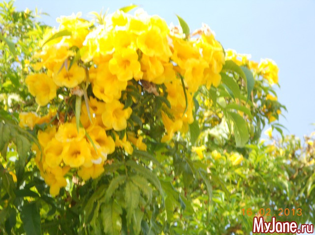 ����� �� ����