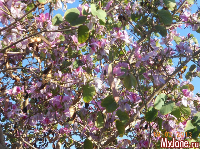 ����� �� ����