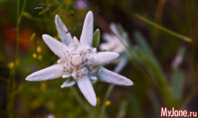Эдельвейс - цветок мужественной любви