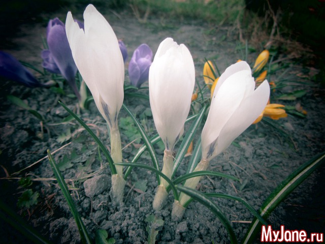 ����� �����