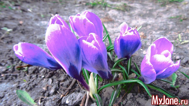 ����� �����