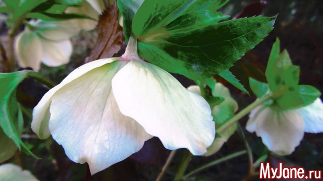 ����� �����