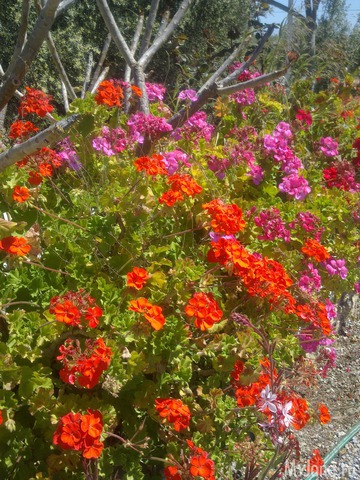 ������ ����� ������������ ���������� � ����� ������