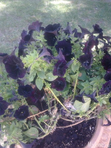 Анютины глазки около отеля.