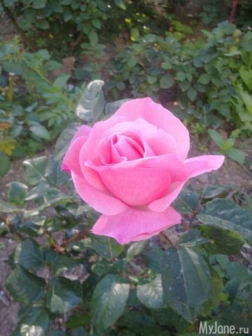 ������� ���� (��� � �����), ������ �� ��� ������ ���������, � ��� ����, ��� ���������.