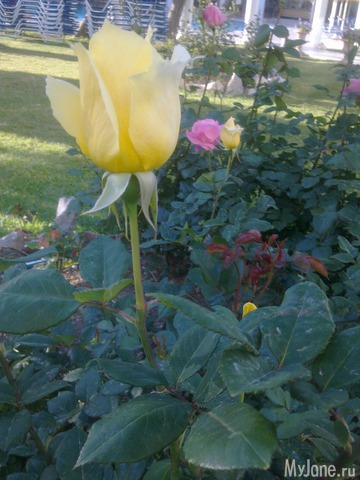 ��������� ������� ������� �����