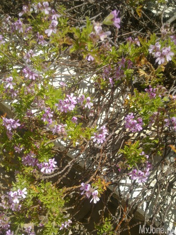 ��������� ������� ������� �����