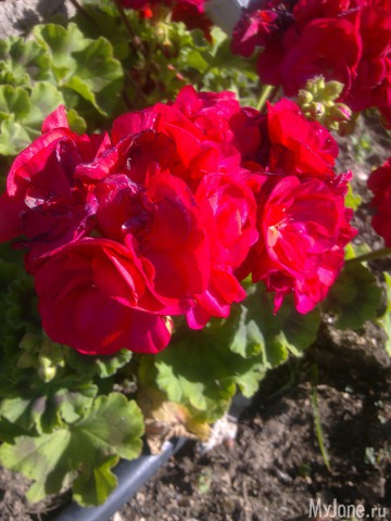 ��������� ������� ������� �����