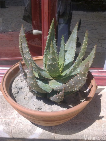 ��������� ������� ������� �����