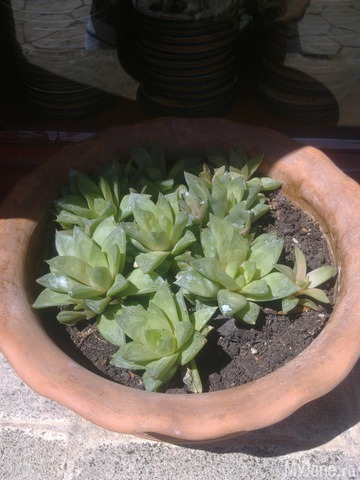 ��������� ������� ������� �����