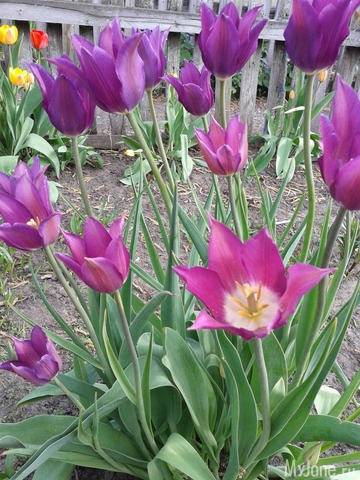 �����-��� ���� ������