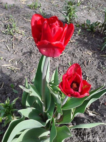 �����-��� ���� ������