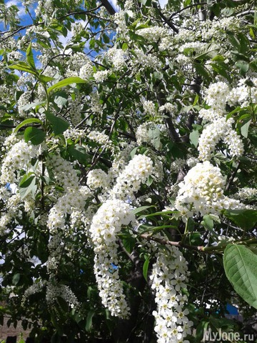 �����-��� ���� ������