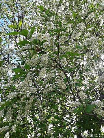 �����-��� ���� ������