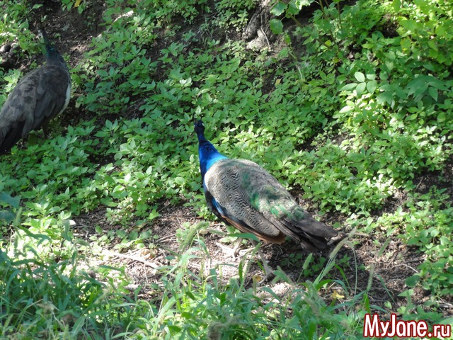 �������� �� ������ ����