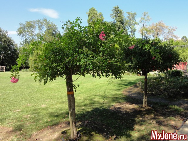 �������� �� ������ ����