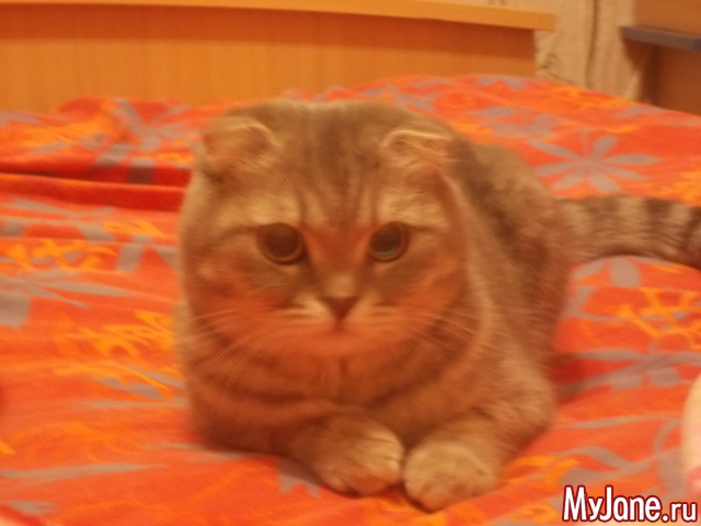 ��� ������