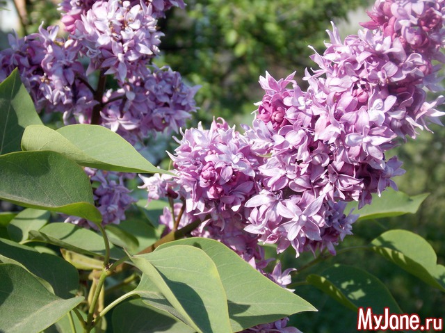 ������ 3