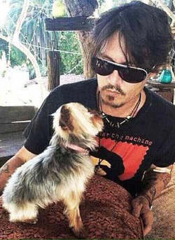 Власти Австралии пригрозили изъять и усыпить собак Джонни Деппа